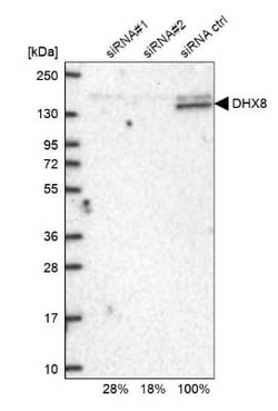 DHX8 Antibody, Novus Biologicals:Antibodies:Primary Antibodies